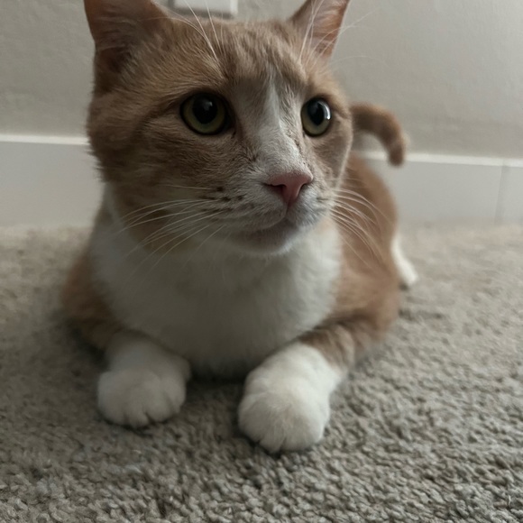 Meet your Posher, Samantha - Picture 4 of 7